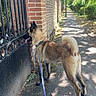 dog, leash, sidewalk, brick_wall, gate, tree, shadow, sunlight, outdoor, path, canine, curious, walking, nature, greenery, pavement, daytime, pet, animal, fence