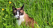 Sterling is registered to the contest to win money with this photo: cat, grass, greenery, yellow_flowers, outdoor, nature, animal, pet, feline, fur, whiskers, ears, eyes, face, muzzle, sitting, plants, leaf, wildlife, summer