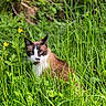 cat, grass, greenery, yellow_flowers, outdoor, nature, animal, pet, feline, fur, whiskers, ears, eyes, face, muzzle, sitting, plants, leaf, wildlife, summer