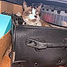 Sterling is registered to the contest to win money with this photo: cat, suitcase, box, storage, container, indoor, pet, animal, curious, clutter, brown, black, white, feline, domestic_cat, collar, floor, plastic, cardboard, closeup