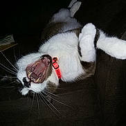 Sterling joined the competition — help win amazing prizes! cat, animal, pet, yawning, mouth_open, collar, white_fur, brown_fur, whiskers, teeth, tongue, lying_down, dark_background, indoor, closeup, playful, funny, domestic_cat, feline, resting