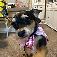 Phoebe is registered to the contest to win money with this photo: dog, small_dog, indoor, carpet, pink_scarf, polka_dot, curious, paw, blurry, cabinet, table, chair, room, pet, animal, cute, closeup, domestic, fur, ears
