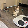 kitten, calico, cat, floor, wooden_floor, food_dispenser, cat_food, feeding_station, water_bowl, toy_mouse, door, indoor, pet, animal, domestic, curious, small, young, home, cozy