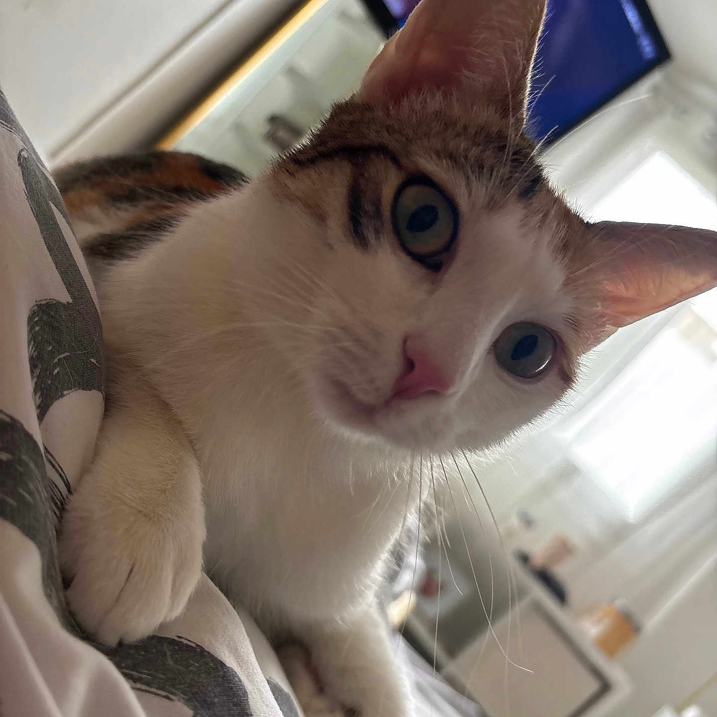 Poupette