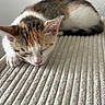 Poupette a rejoint le concours — aidez-le/la à gagner de superbes lots ! kitten, cat, calico, sleeping, nap, pet, animal, feline, fur, whiskers, paw, resting, indoor, cozy, cute, small, closeup, texture, beige, calm