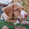 puppy, dog, grass, leaf, outdoor, nature, pet, animal, fur, nose, paw, chewing, young, brown, white, closeup, daylight, fence, garden, cute