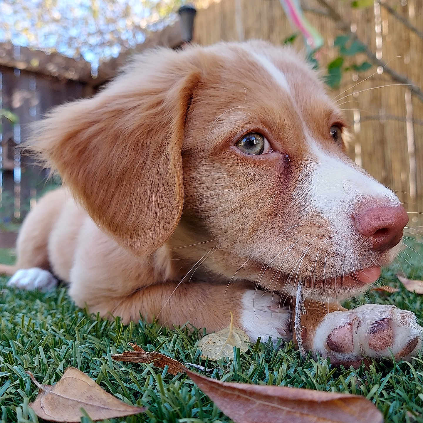 Artemis joined the competition — help win amazing prizes! puppy, dog, grass, leaf, outdoor, nature, pet, animal, fur, nose, paw, chewing, young, brown, white, closeup, daylight, fence, garden, cute