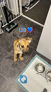 Leo is registered to the contest to win money with this photo: canidae, carnivore, collar, companion_dog, cooktop, dog, dog_breed, dog_collar, dog_supply, fawn, floor, flooring, gas, gas_stove, paw, pet_supply, snout, sporting_group, tail, working_animal