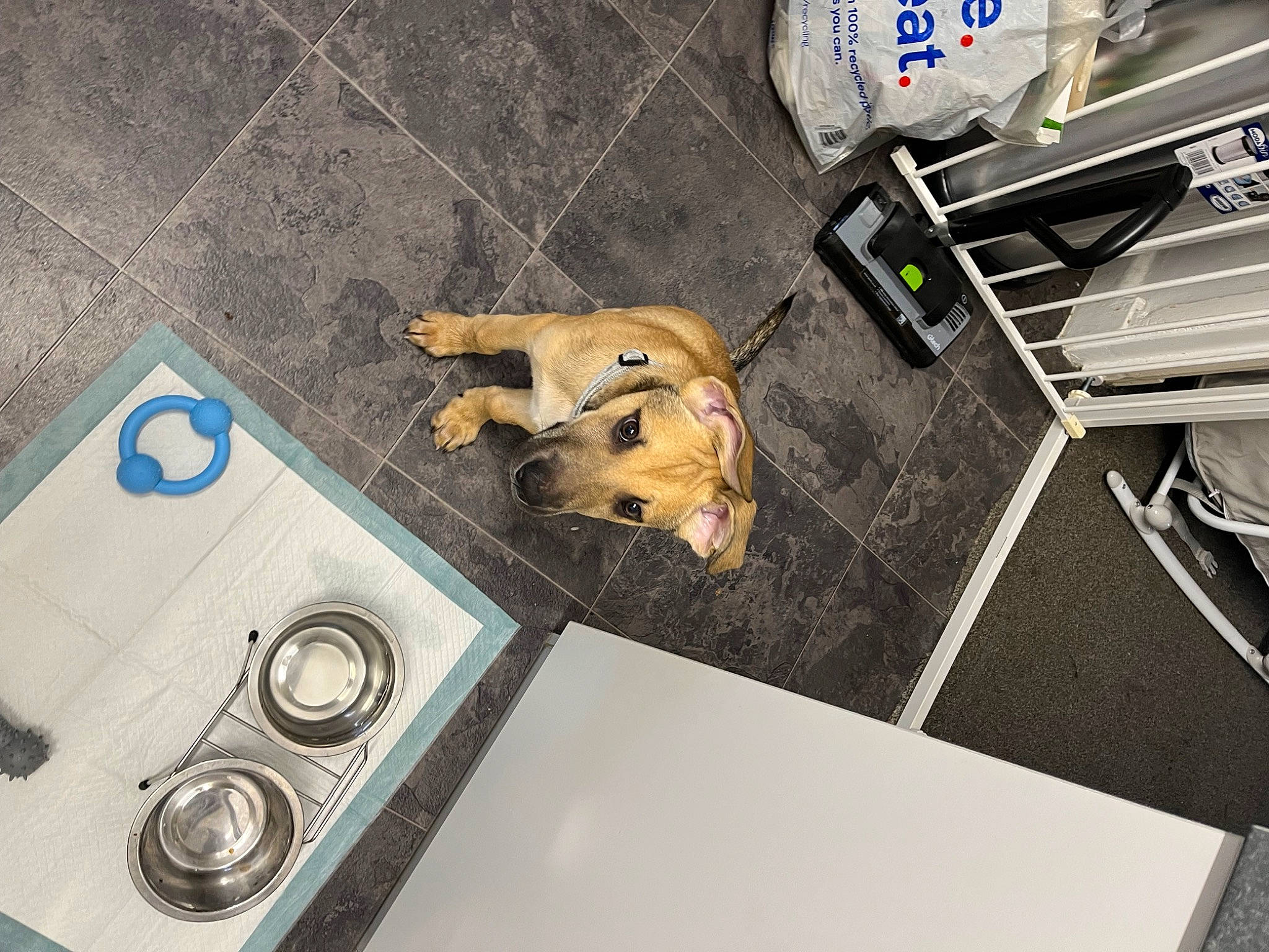 Leo joined the competition — help win amazing prizes! auto_part, automotive_design, automotive_exterior, bumper, canidae, carnivore, circle, companion_dog, dog, dog_breed, electric_blue, floor, flooring, gas, hood, machine, metal, motor_vehicle, sporting_group, vehicle_door