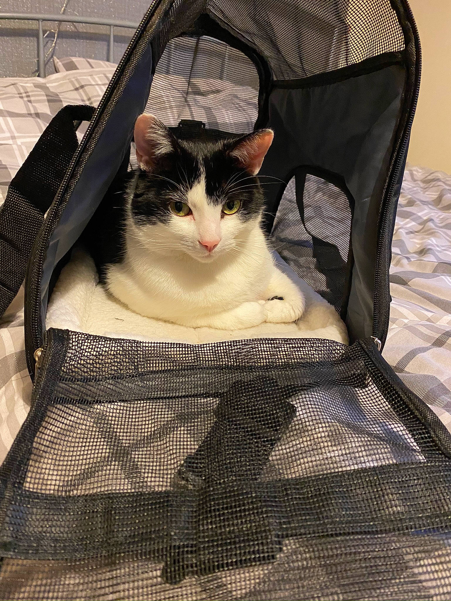 Bobbi joined the competition — help win amazing prizes! carnivore, cat, domestic_short_haired_cat, felidae, fur, linens, mesh, pet_supply, small_to_medium_sized_cats, snout, vertebrate, whiskers