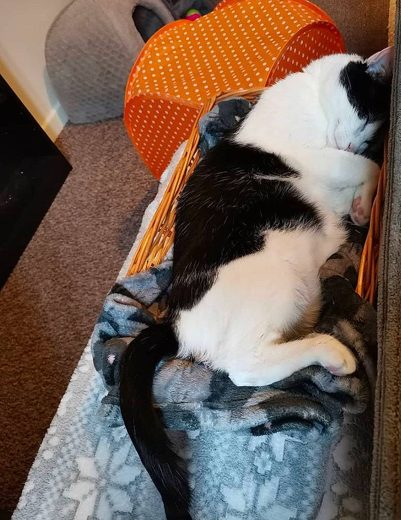 Bobbi is registered to the contest to win money with this photo: carnivore, cat, cat_supply, felidae, fur, home_accessories, paw, pet_supply, small_to_medium_sized_cats, tail, working_animal