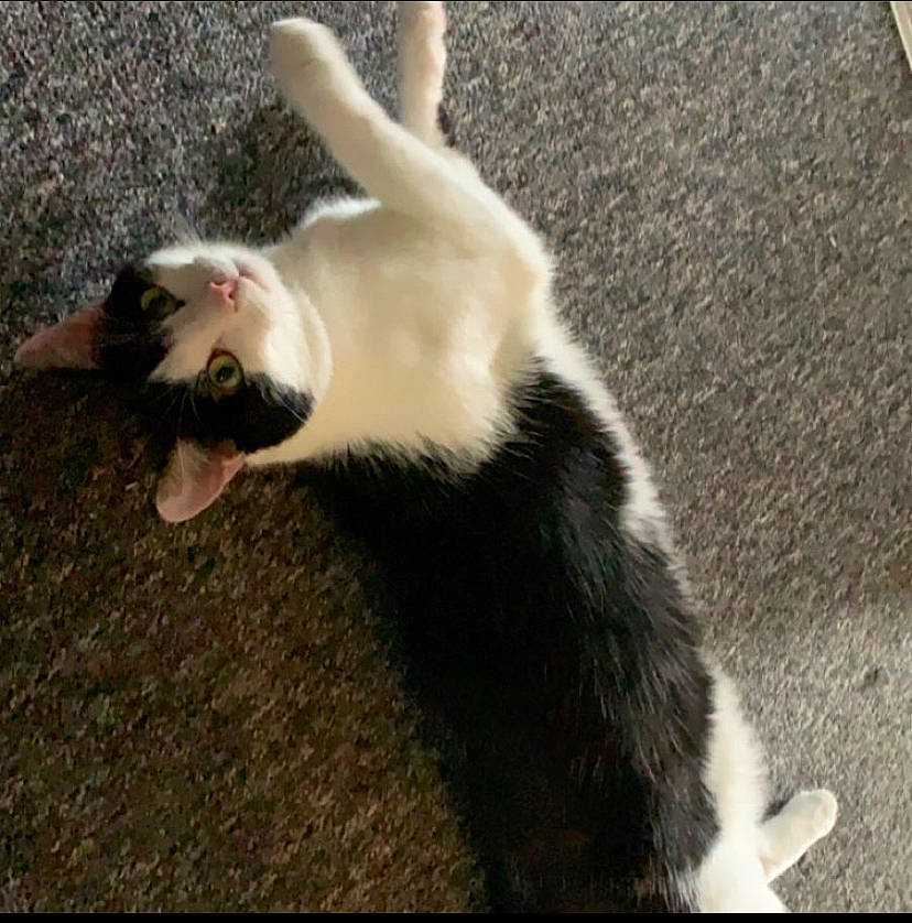 Bobbi joined the competition — help win amazing prizes! carnivore, cat, domestic_short_haired_cat, facial_expression, felidae, fur, organism, paw, small_to_medium_sized_cats, snapshot, snout, tail, terrestrial_animal, vertebrate, whiskers