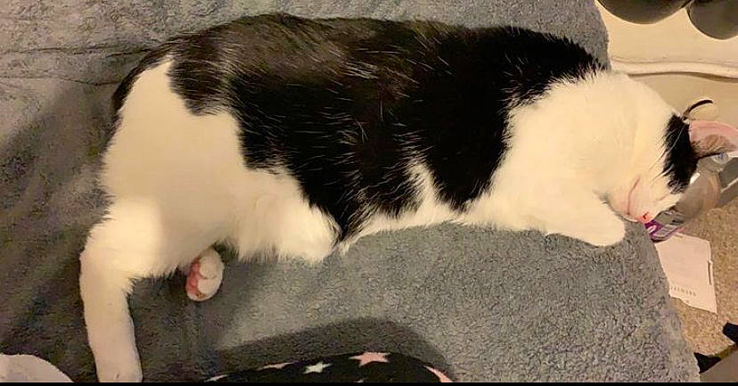 Bobbi joined the competition — help win amazing prizes! carnivore, cat, domestic_short_haired_cat, facial_expression, felidae, fur, mammal, nap, organ, organism, paw, sleep, small_to_medium_sized_cats, snapshot, snout, tail, terrestrial_animal, toe, vertebrate, whiskers