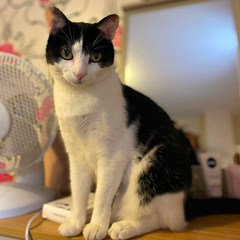 Bobbi joined the competition — help win amazing prizes! carnivore, cat, domestic_short_haired_cat, felidae, flooring, fur, home_accessories, laminate_flooring, mechanical_fan, pet_supply, small_to_medium_sized_cats, snout, tail, vertebrate, whiskers, wood_flooring