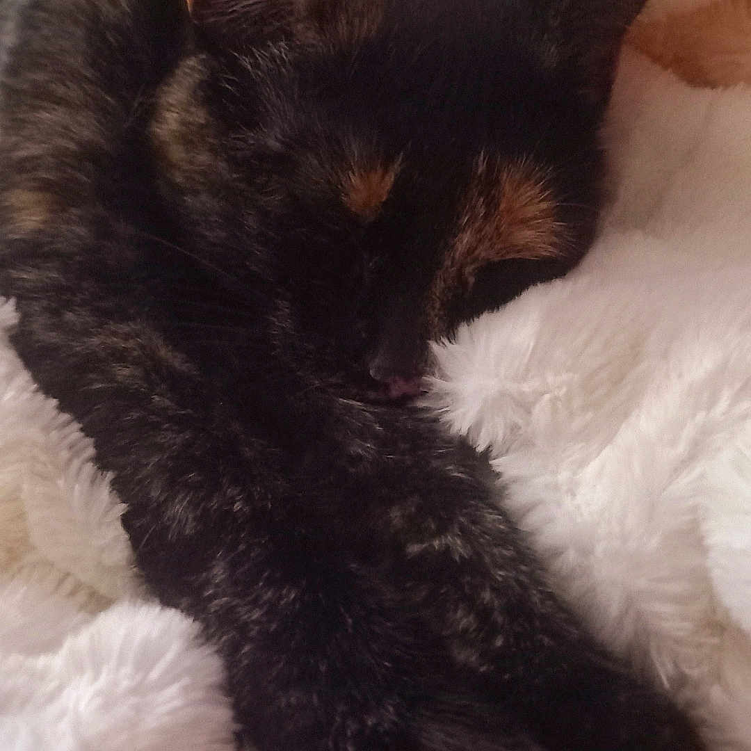 Miss Tutu a rejoint le concours — aidez-le/la à gagner de superbes lots ! animal, cat, closeup, comfort, cozy, cute, domestic_cat, fluffy_blanket, fur, indoor, napping, paws, peaceful, pet, quiet, relaxation, resting, sleeping, soft_texture, tortoiseshell_cat