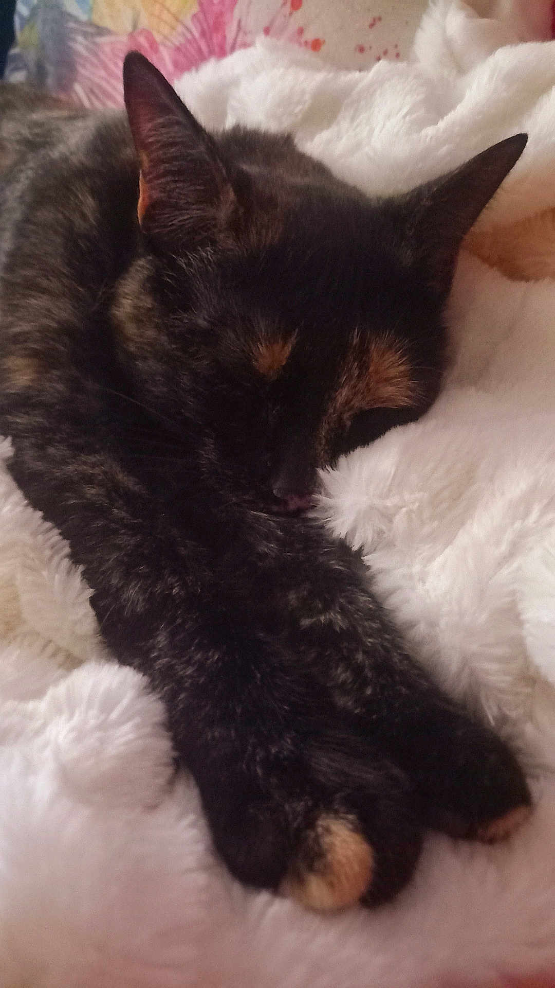 Miss Tutu a rejoint le concours — aidez-le/la à gagner de superbes lots ! animal, cat, closeup, comfort, cozy, cute, domestic_cat, fluffy_blanket, fur, indoor, napping, paws, peaceful, pet, quiet, relaxation, resting, sleeping, soft_texture, tortoiseshell_cat