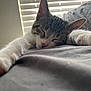 cat, kitten, sleeping, tabby, paw, nose, whiskers, bed, blanket, indoor, window, blinds, fur, closeup, relaxing, resting, cute, pet, animal, soft