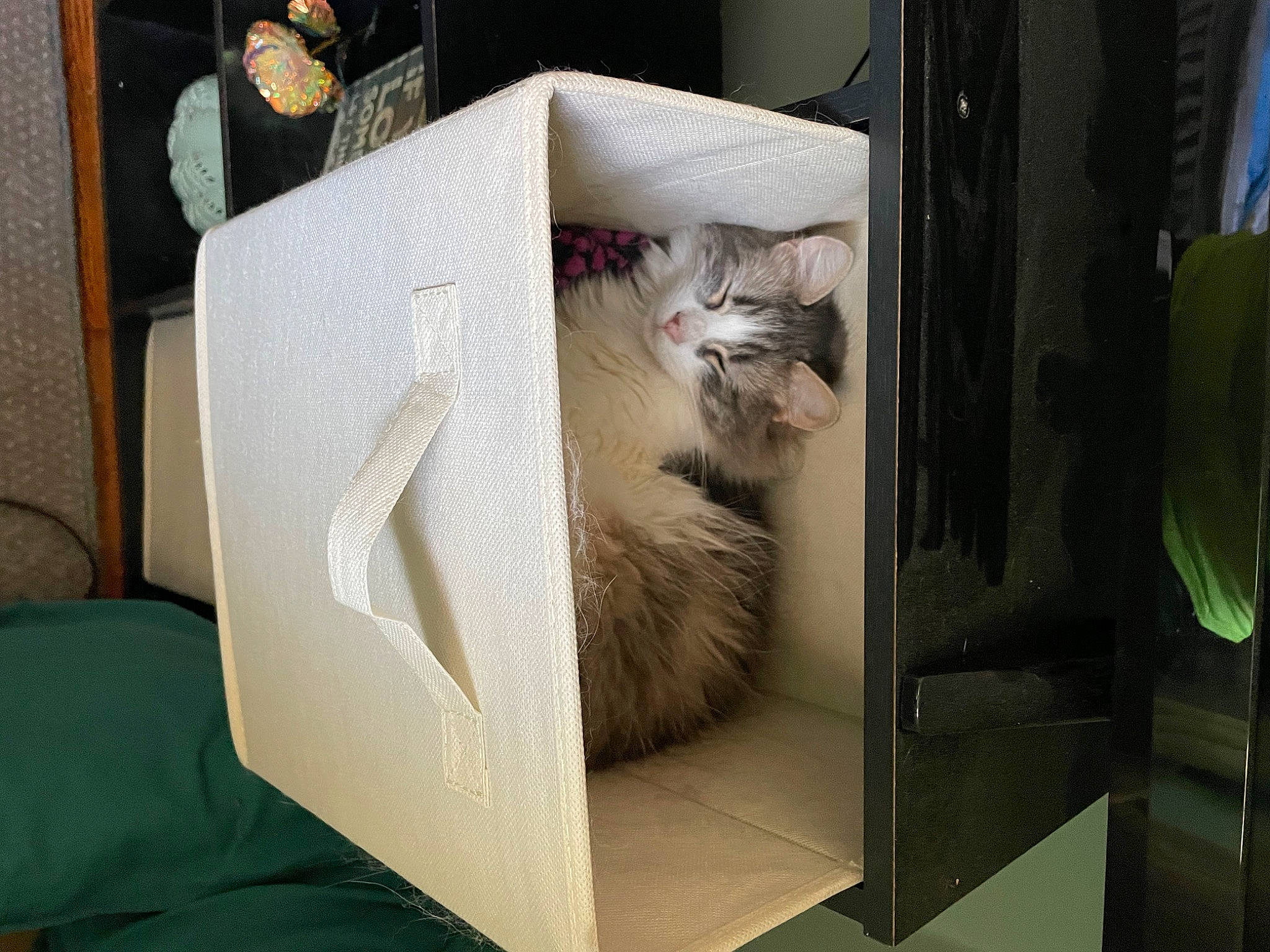 Lulu Beans joined the competition — help win amazing prizes! box, cardboard, carnivore, cat, comfort, domestic_short_haired_cat, electronic_device, felidae, fur, home_appliance, linens, packaging_and_labeling, paper, paper_product, room, slipcover, small_to_medium_sized_cats, tail, whiskers