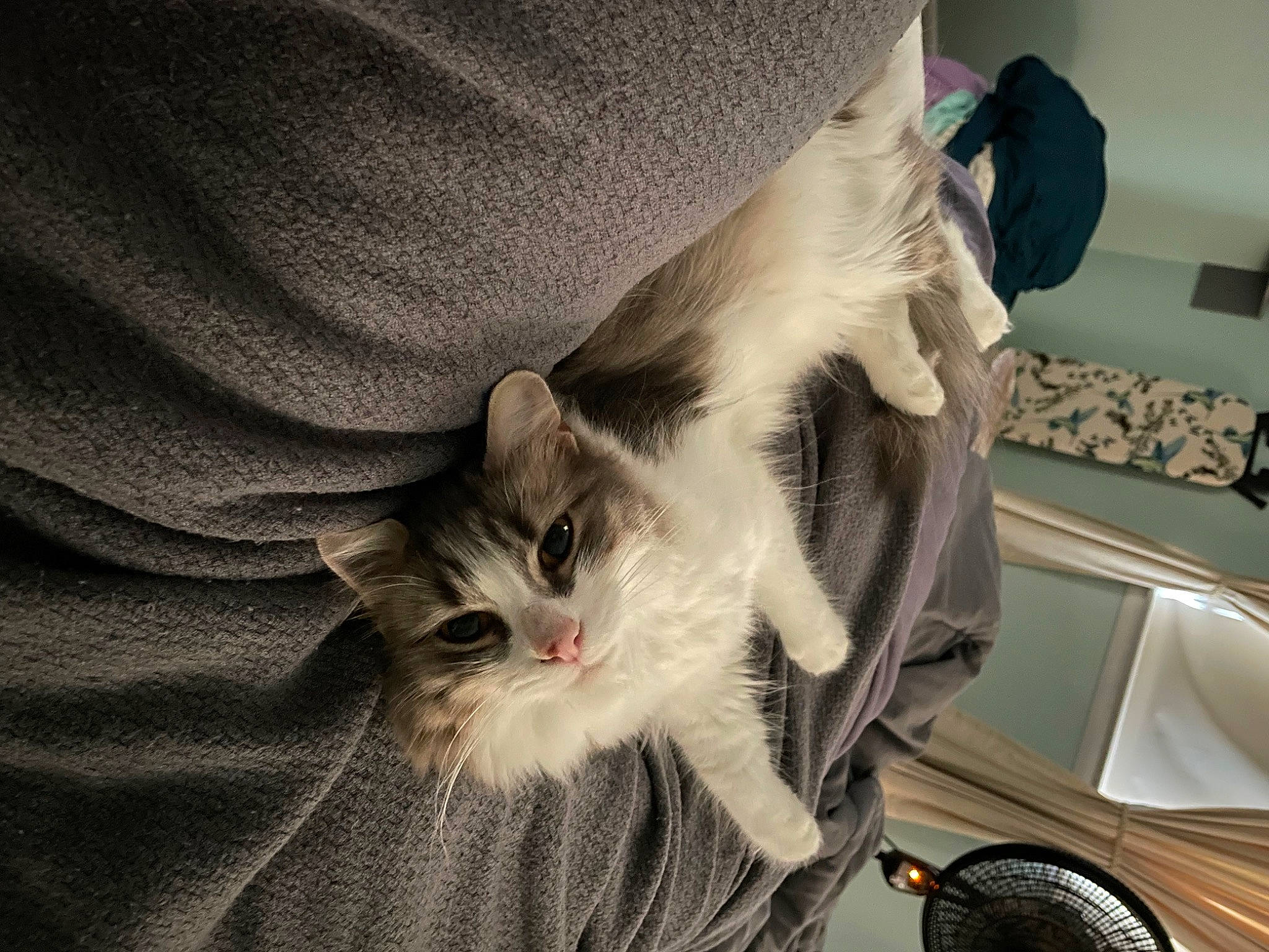 Lulu Beans is registered to the contest to win money with this photo: carnivore, cat, claw, comfort, domestic_short_haired_cat, felidae, fur, gesture, mammal, mechanical_fan, paw, small_to_medium_sized_cats, snout, tail, whiskers