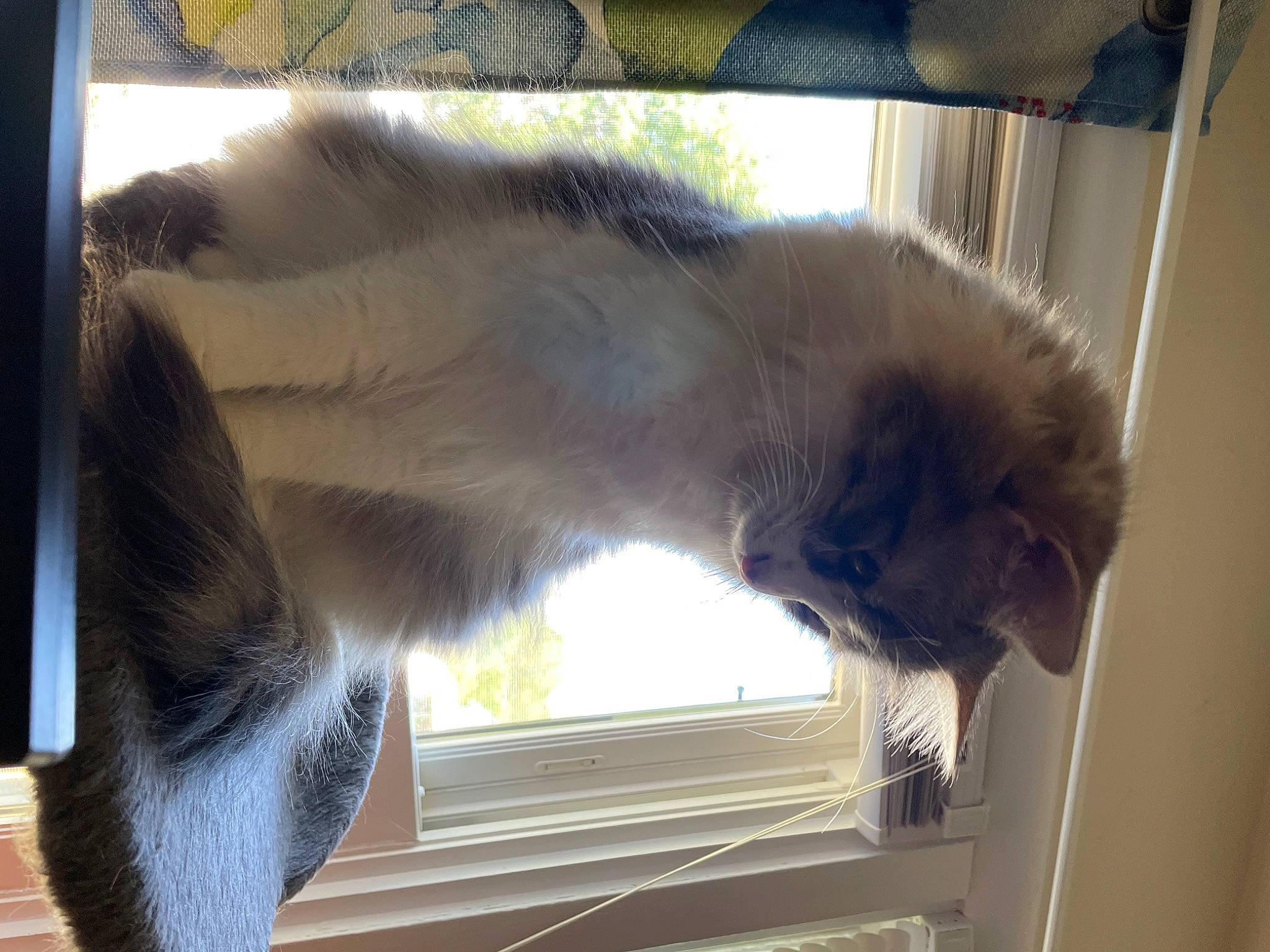 Lulu Beans joined the competition — help win amazing prizes! canidae, carnivore, cat, claw, companion_dog, dog_breed, fawn, feather, felidae, fur, liver, paw, small_to_medium_sized_cats, snout, tail, whiskers, window