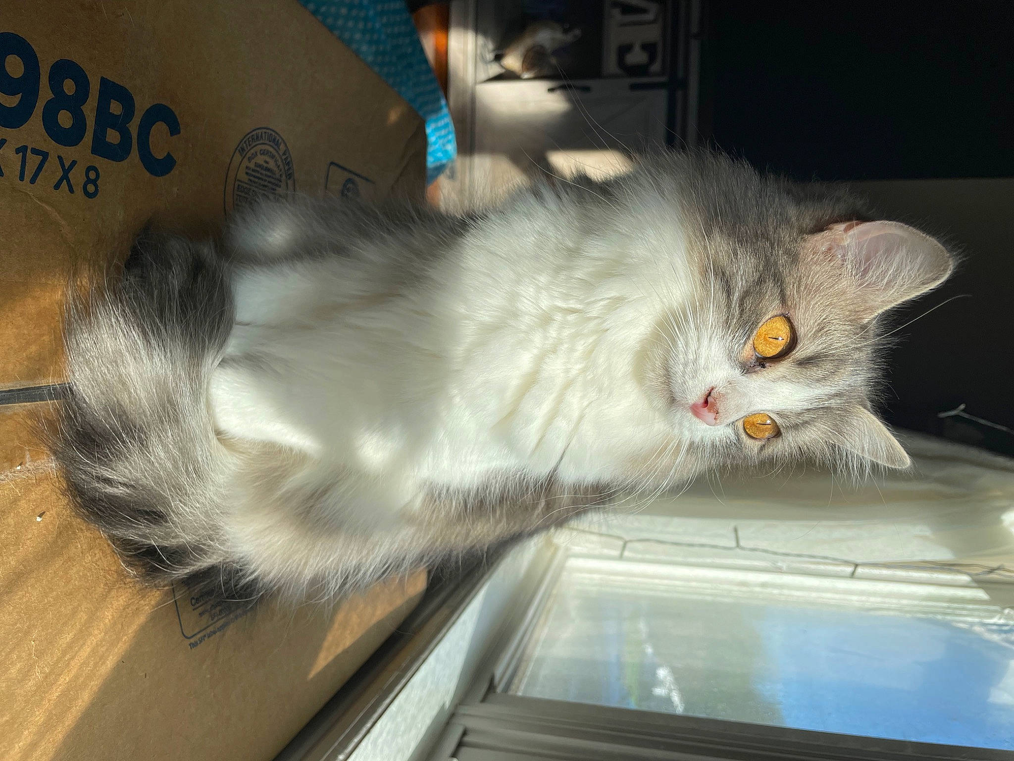 Lulu Beans is registered to the contest to win money with this photo: carnivore, cat, domestic_short_haired_cat, felidae, flooring, fur, mammal, paw, small_to_medium_sized_cats, tail, whiskers, window