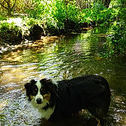 Urly a rejoint le concours — aidez-le/la à gagner de superbes lots ! animal, canine, creek, daylight, dog, forest, fur, greenery, landscape, nature, outdoor, pet, pond, river, stream, summer, sunlight, trees, water, wildlife