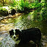 animal, canine, creek, daylight, dog, forest, fur, greenery, landscape, nature, outdoor, pet, pond, river, stream, summer, sunlight, trees, water, wildlife