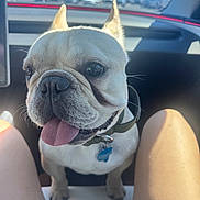 Peanut joined the competition — help win amazing prizes! dog, french_bulldog, pet, animal, car, car_interior, passenger, tongue_out, ears, collar, tag, white_fur, portrait, close_up, sitting, travel, sunlight, outdoor_background, happy, cute