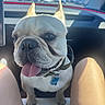 dog, french_bulldog, pet, animal, car, car_interior, passenger, tongue_out, ears, collar, tag, white_fur, portrait, close_up, sitting, travel, sunlight, outdoor_background, happy, cute