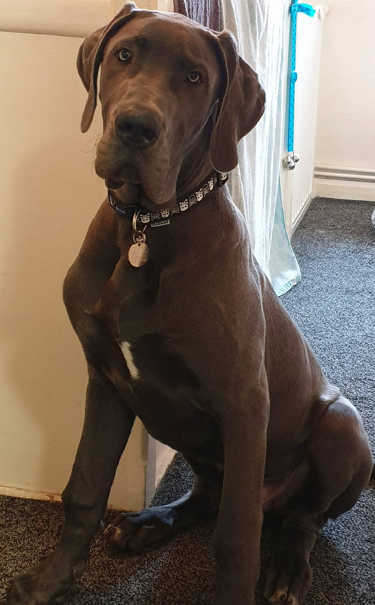 Boo is registered to the contest to win money with this photo: bandog, boerboel, canidae, carnivore, dog, dog_breed, fawn, great_dane, mammal, snout, sporting_group, vertebrate, weimaraner