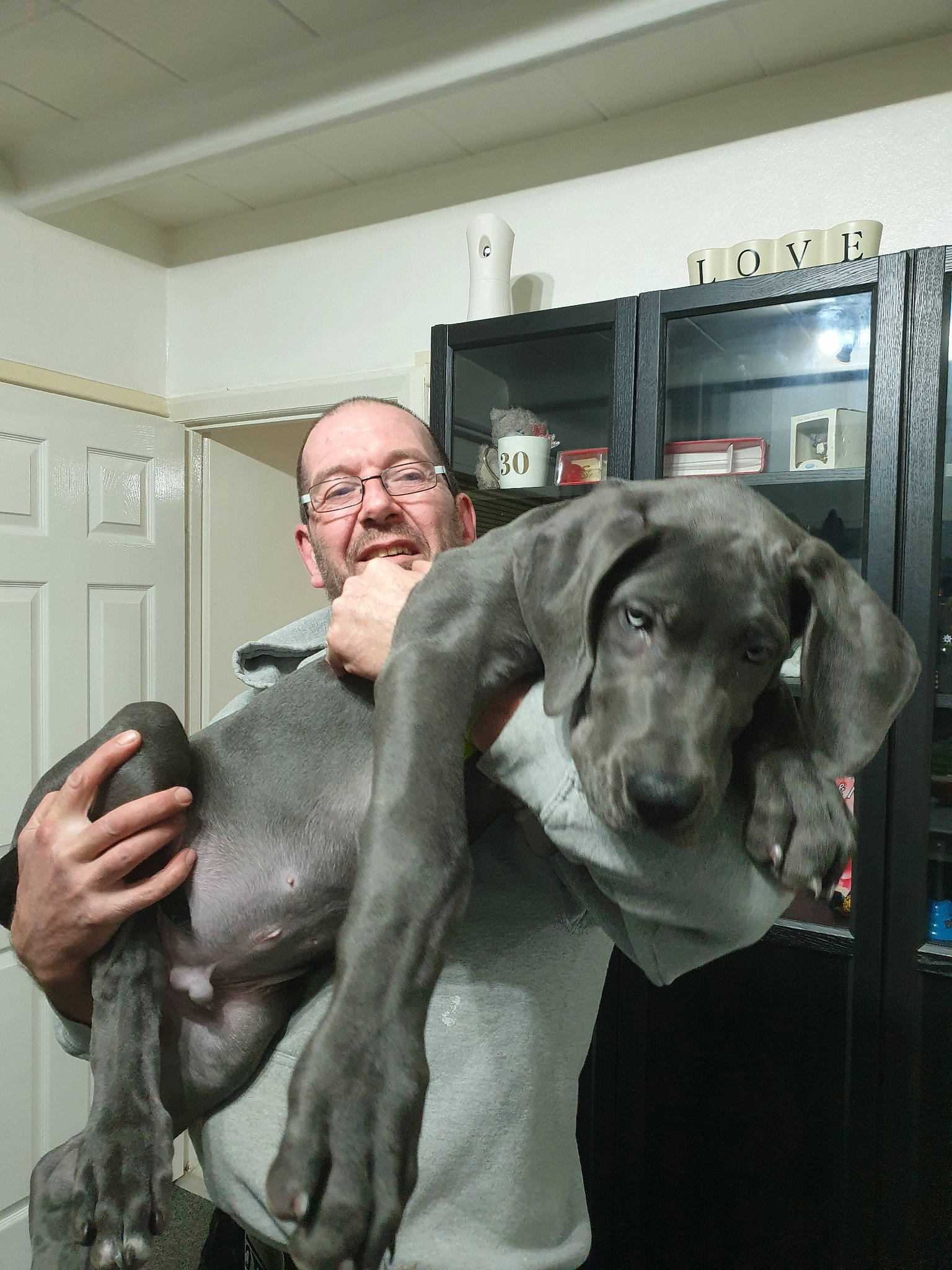 Boo is registered to the contest to win money with this photo: blue_lacy, canidae, carnivore, companion_dog, dog, dog_breed, ear, fawn, german_shorthaired_pointer, great_dane, guard_dog, non_sporting_group, person, pointer, pointing_breed, sporting_group, vizsla, weimaraner