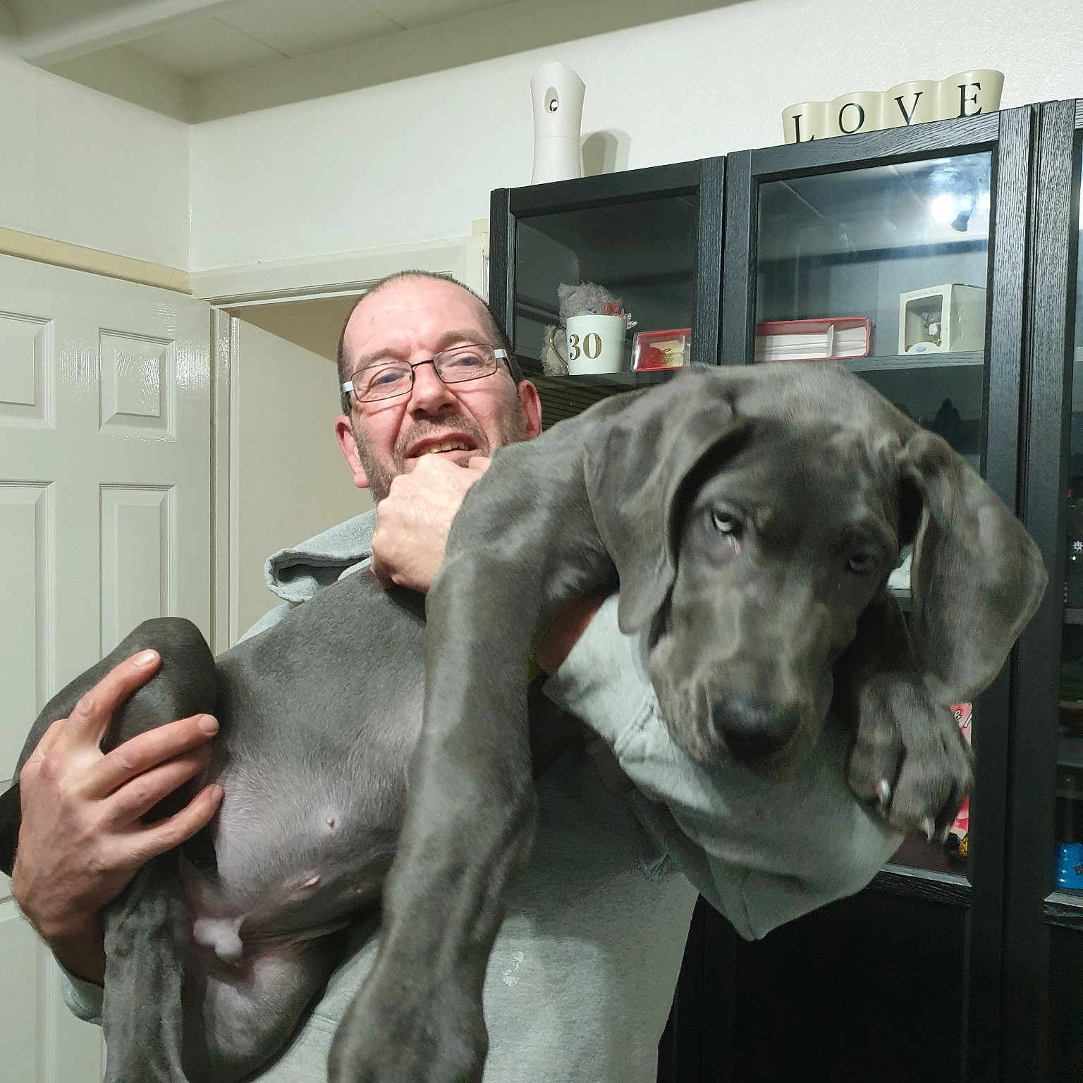 Boo is registered to the contest to win money with this photo: blue_lacy, canidae, carnivore, companion_dog, dog, dog_breed, ear, fawn, german_shorthaired_pointer, great_dane, guard_dog, non_sporting_group, person, pointer, pointing_breed, sporting_group, vizsla, weimaraner