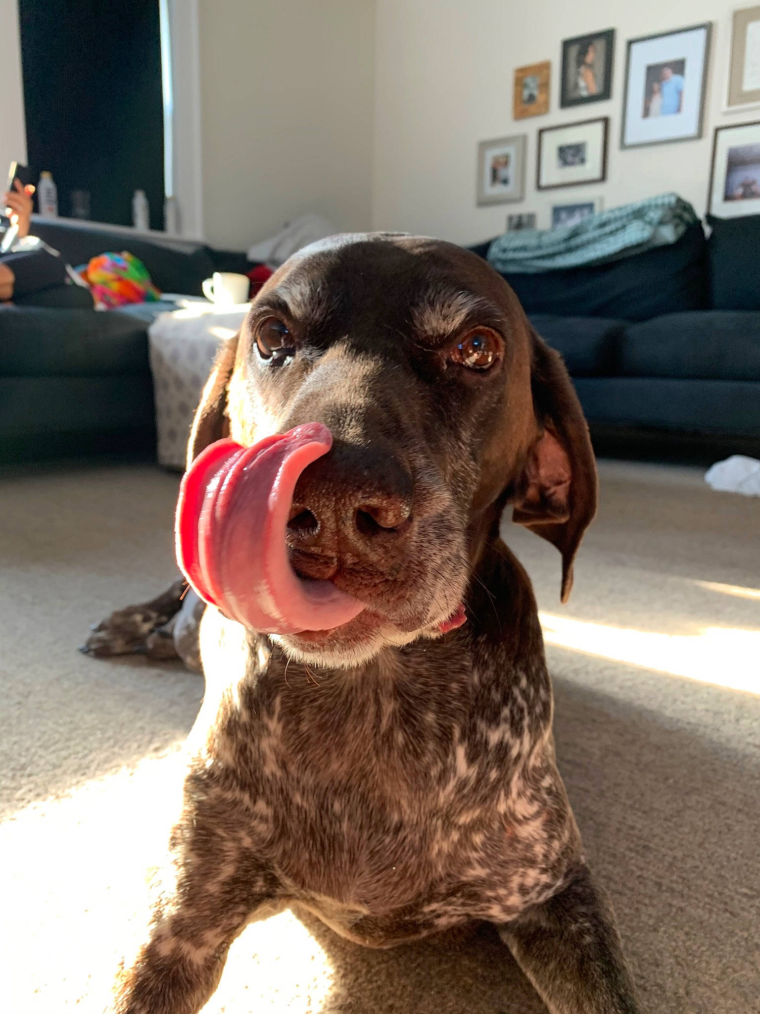 Griffin joined the competition — help win amazing prizes! braque_francais, canidae, carnivore, dog, dog_breed, ear, german_shorthaired_pointer, german_wirehaired_pointer, hunting_dog, liver, mammal, nose, pointer, pointing_breed, puppy, rare_breed_dog, snout, sporting_group, tail, weimaraner