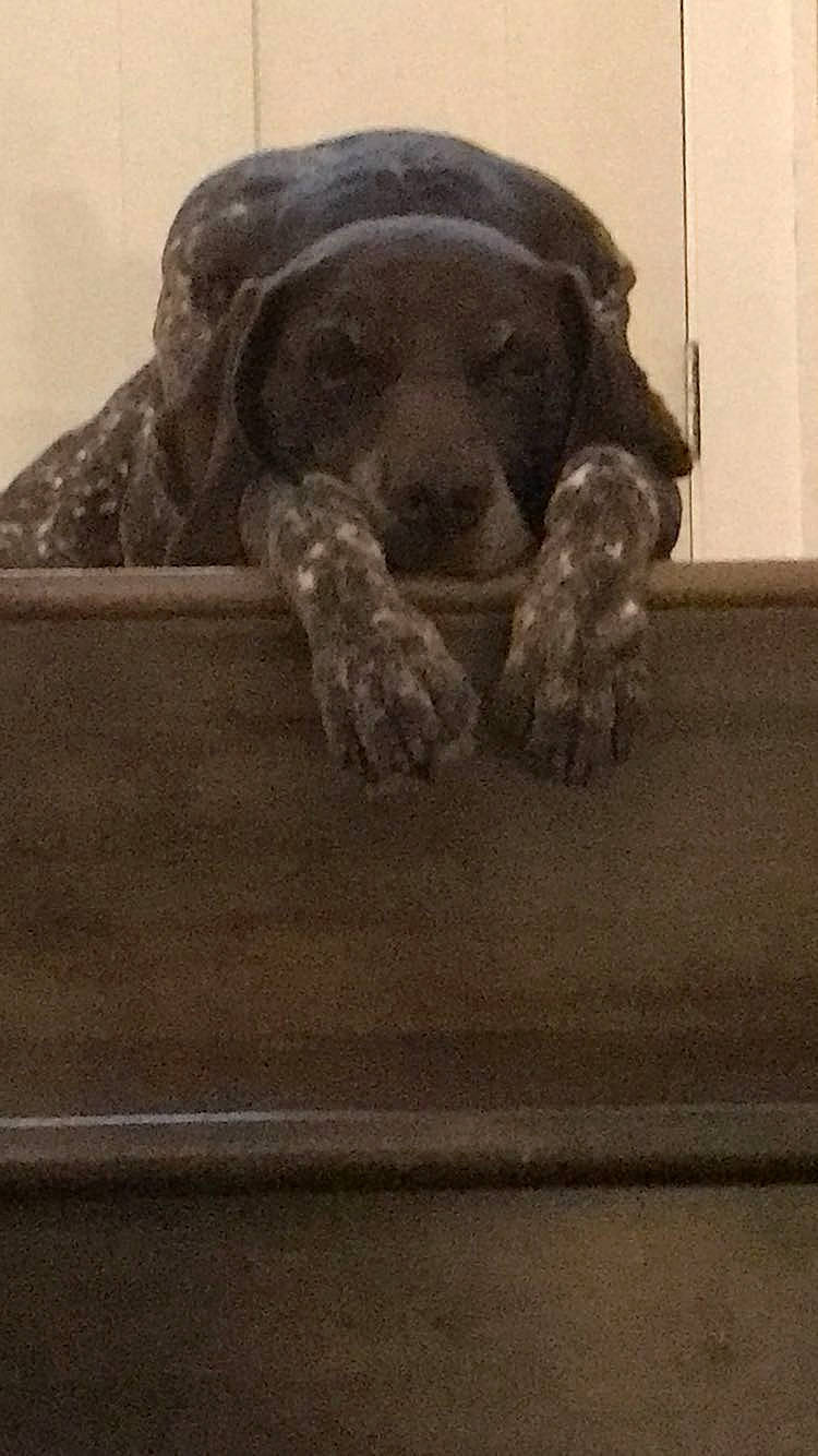 Griffin joined the competition — help win amazing prizes! canidae, carnivore, cocker_spaniel, dog, dog_breed, german_shorthaired_pointer, labrador_retriever, pointer, puppy, snout, spaniel, sporting_group