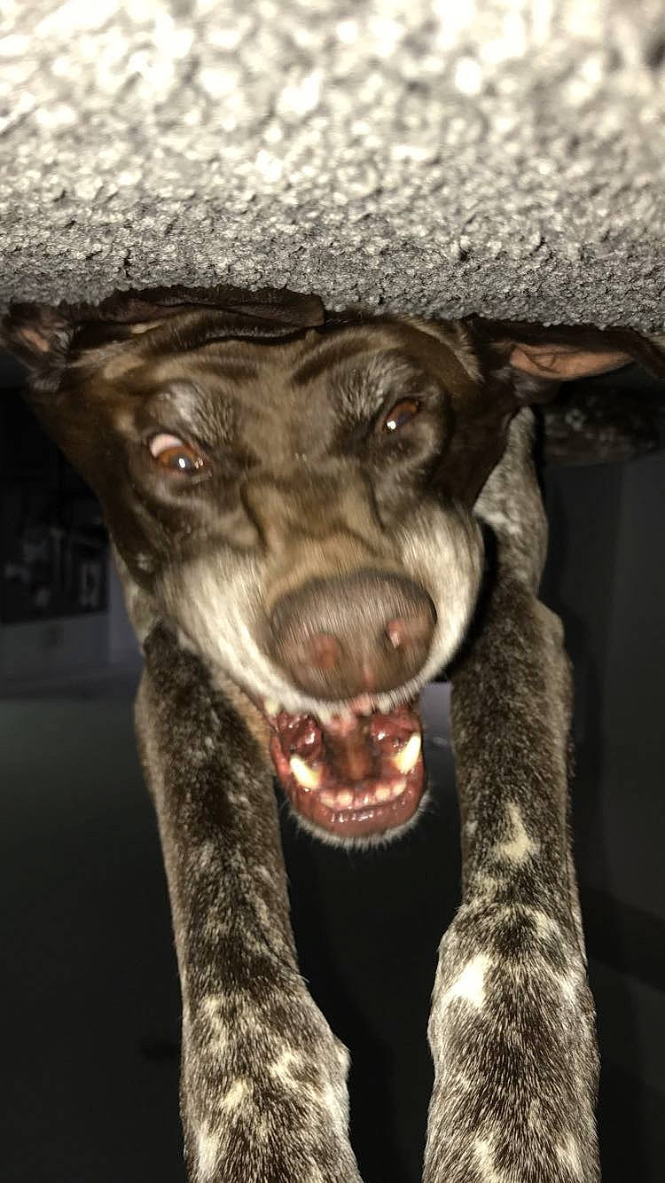 Griffin joined the competition — help win amazing prizes! canidae, carnivore, dog, dog_breed, ear, german_shorthaired_pointer, jaw, non_sporting_group, nose, snout, sporting_group, whiskers