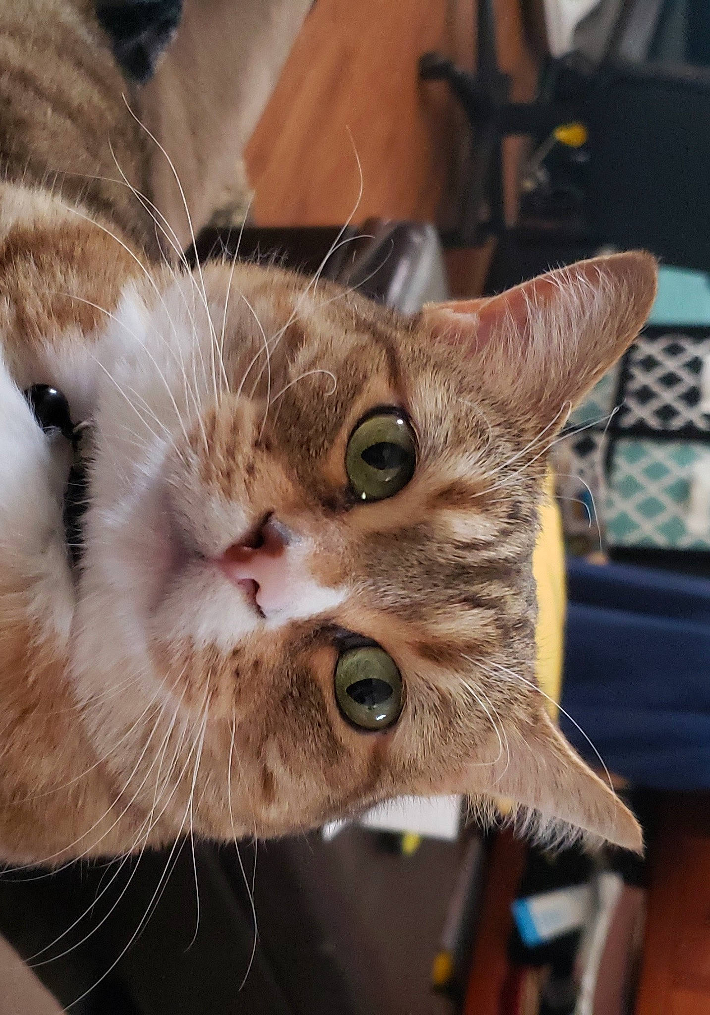 Elle joined the competition — help win amazing prizes! carnivore, cat, claw, collar, domestic_short_haired_cat, ear, fawn, felidae, fur, paw, small_to_medium_sized_cats, snout, whiskers