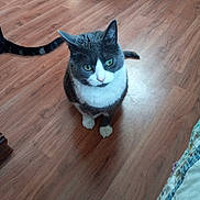 Mortimer joined the competition — help win amazing prizes! animal, cat, cozy, curious, cute, domestic_cat, feline, flooring, fur, gray_cat, green_eyes, indoor, looking_up, pet, quiet, sitting, tail, whiskers, white_cat, wooden_floor