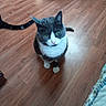 animal, cat, cozy, curious, cute, domestic_cat, feline, flooring, fur, gray_cat, green_eyes, indoor, looking_up, pet, quiet, sitting, tail, whiskers, white_cat, wooden_floor