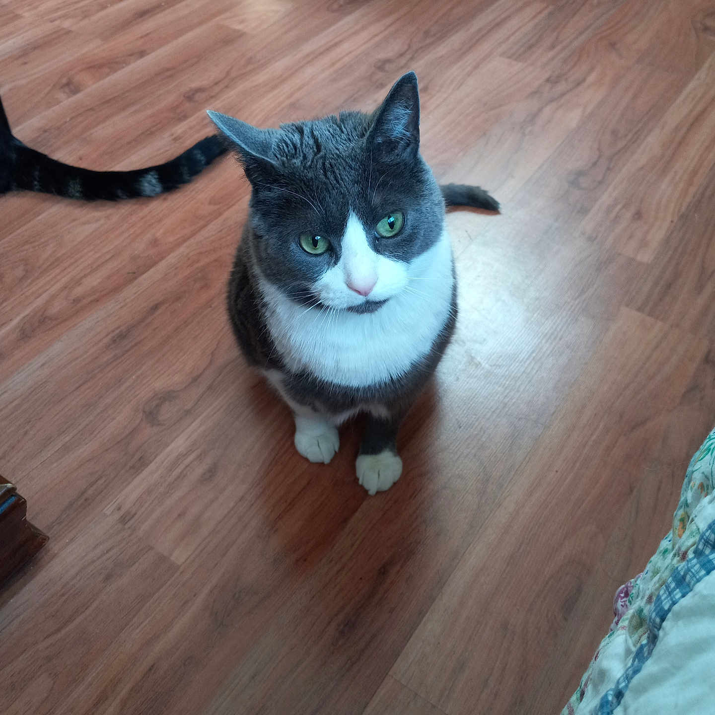 Mortimer
