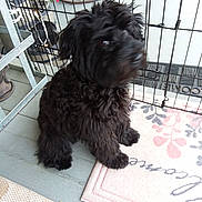 Cooper is registered to the contest to win money with this photo: dog, black_dog, fence, welcome_mat, curly_fur, pet, outdoor, floor, mat, animal, canine, sitting, fur, eyes, porch, home, plants, metal_fence, paws, looking