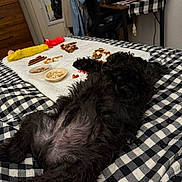 Cooper is registered to the contest to win money with this photo: dog, bed, blanket, toy, treats, indoor, black_dog, fur, checkered_pattern, desk, chair, clothing, room, floor, relaxing, lying_down, pet, cozy, fur_texture, animal