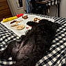 dog, bed, blanket, toy, treats, indoor, black_dog, fur, checkered_pattern, desk, chair, clothing, room, floor, relaxing, lying_down, pet, cozy, fur_texture, animal
