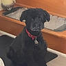 Cooper is registered to the contest to win money with this photo: dog, black_dog, pet, collar, red_collar, sitting, indoor, stairs, wood, mat, floor, curious, animal, fur, domestic_animal, looking, cute, cozy, home, companion