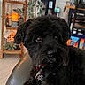 Cooper is registered to the contest to win money with this photo: dog, black_dog, pet, collar, tag, curly_fur, close_up, indoor, home_decor, candle, warm_lighting, leather_chair, blurred_background, cozy, furniture, animal, cute, portrait, sitting, domestic_animal
