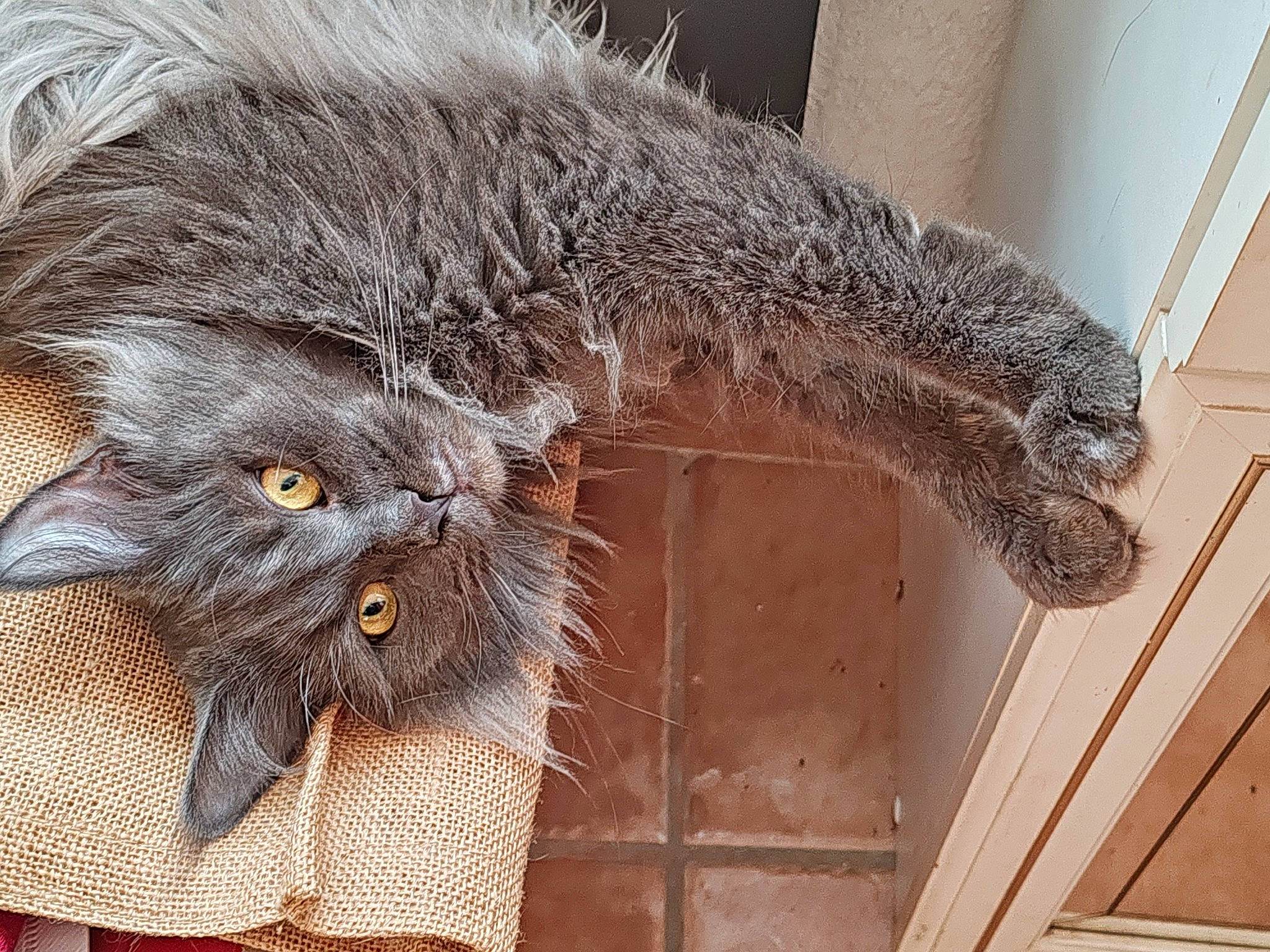 Thalie participe au concours pour gagner de l'argent avec cette photo : carnivore, cat, claw, domestic_short_haired_cat, fawn, felidae, fur, grey, mammal, plant, small_to_medium_sized_cats, snout, tail, terrestrial_animal, vertebrate, whiskers, window, wood