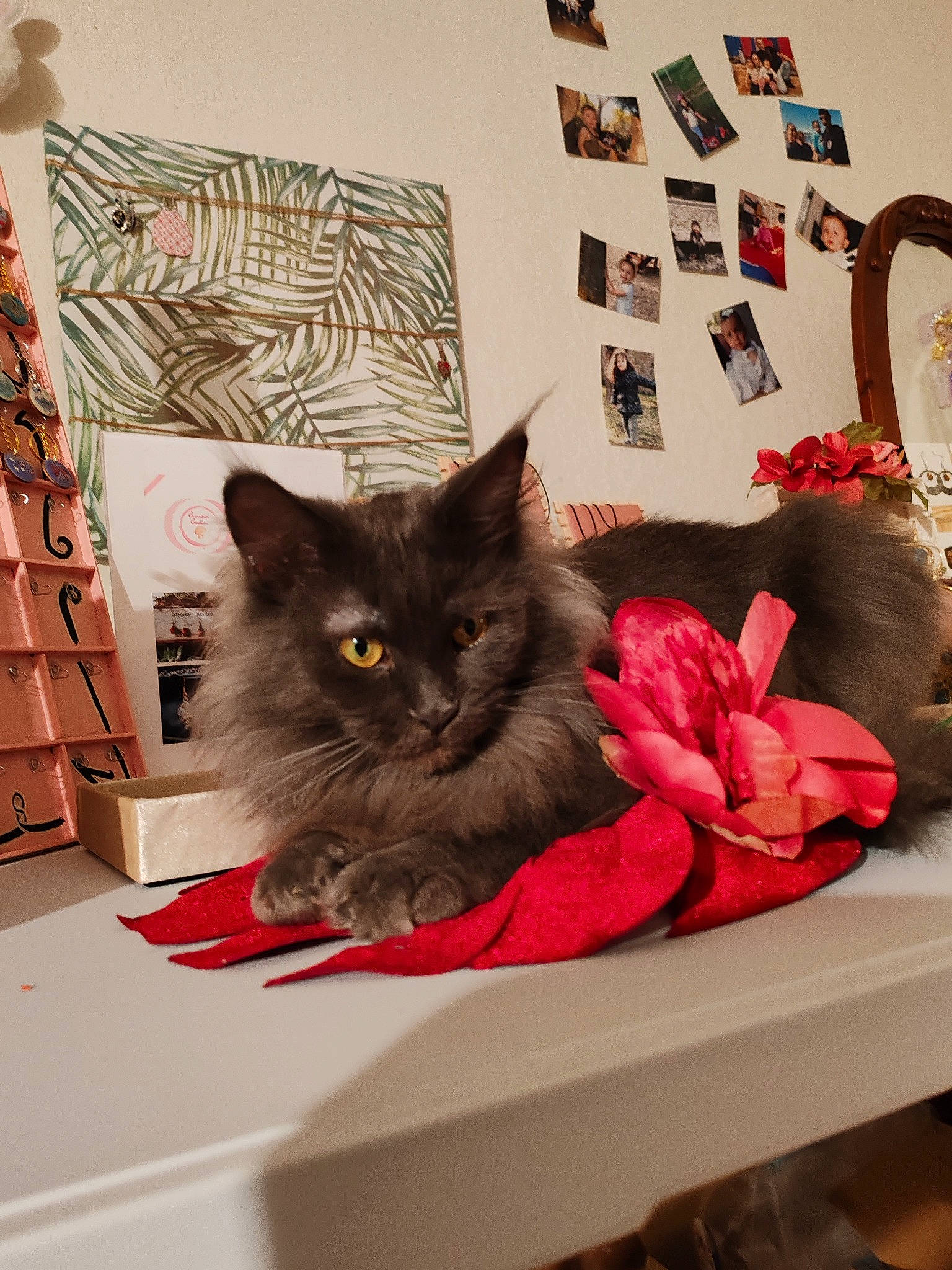 Thalie a rejoint le concours — aidez-le/la à gagner de superbes lots ! bag, black_cat, carnivore, cat, comfort, domestic_short_haired_cat, felidae, fur, grey, linens, luggage_and_bags, pattern, picture_frame, plant, room, small_to_medium_sized_cats, studio_couch, tail, textile, whiskers