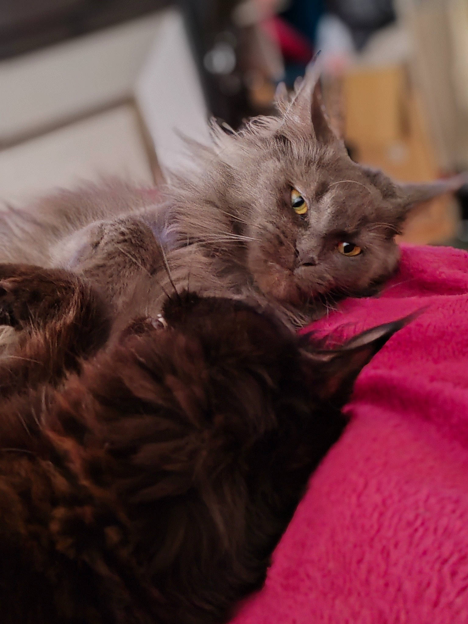 Thalie a rejoint le concours — aidez-le/la à gagner de superbes lots ! black_cat, british_longhair, carnivore, cat, cat_supply, claw, comfort, domestic_short_haired_cat, fawn, felidae, fur, grey, liver, paw, small_to_medium_sized_cats, snout, tail, whiskers