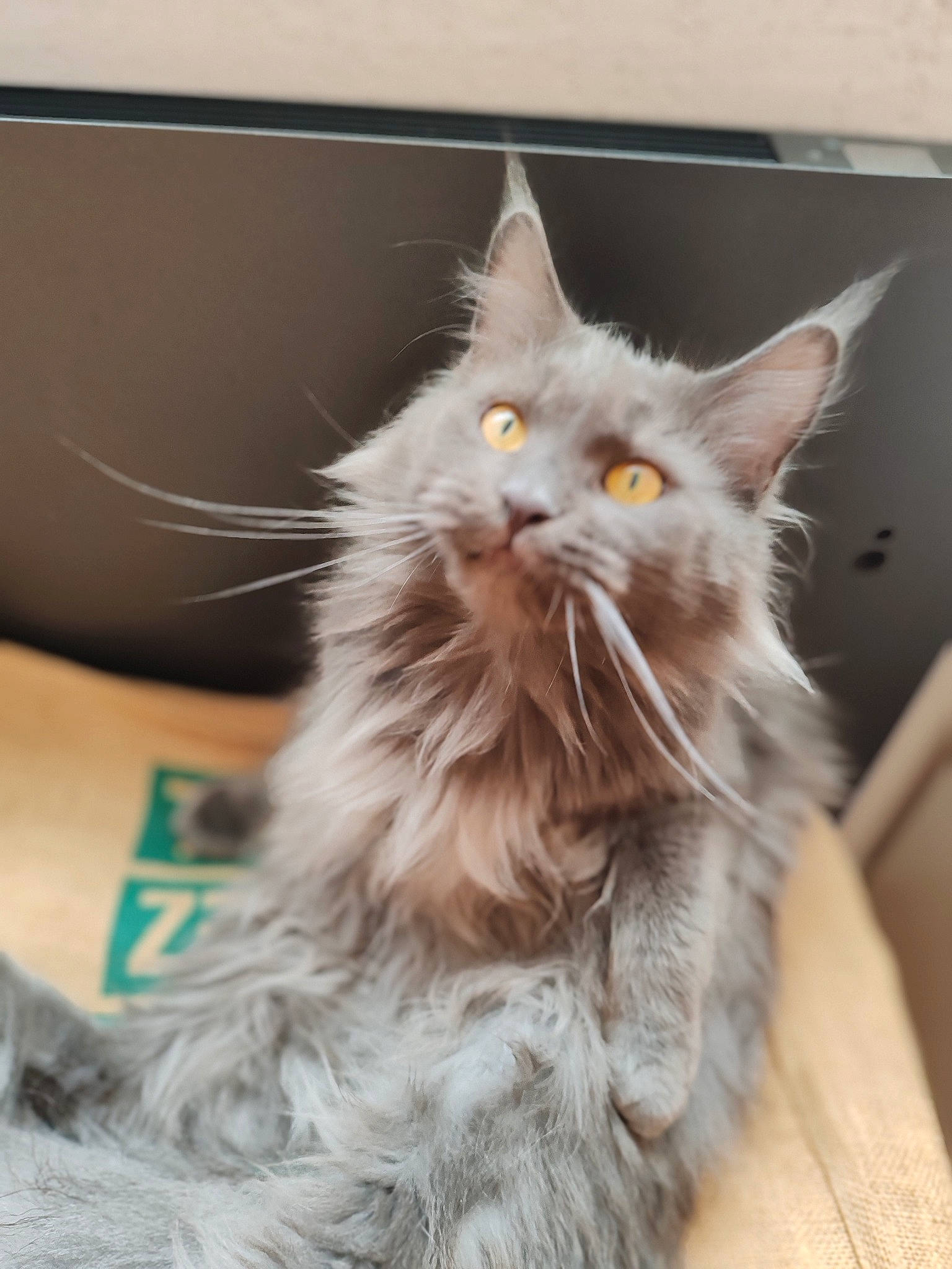Thalie participe au concours pour gagner de l'argent avec cette photo : box, british_longhair, carnivore, cat, claw, fawn, felidae, fur, maine_coon, paw, small_to_medium_sized_cats, snout, tail, vegetable, whiskers