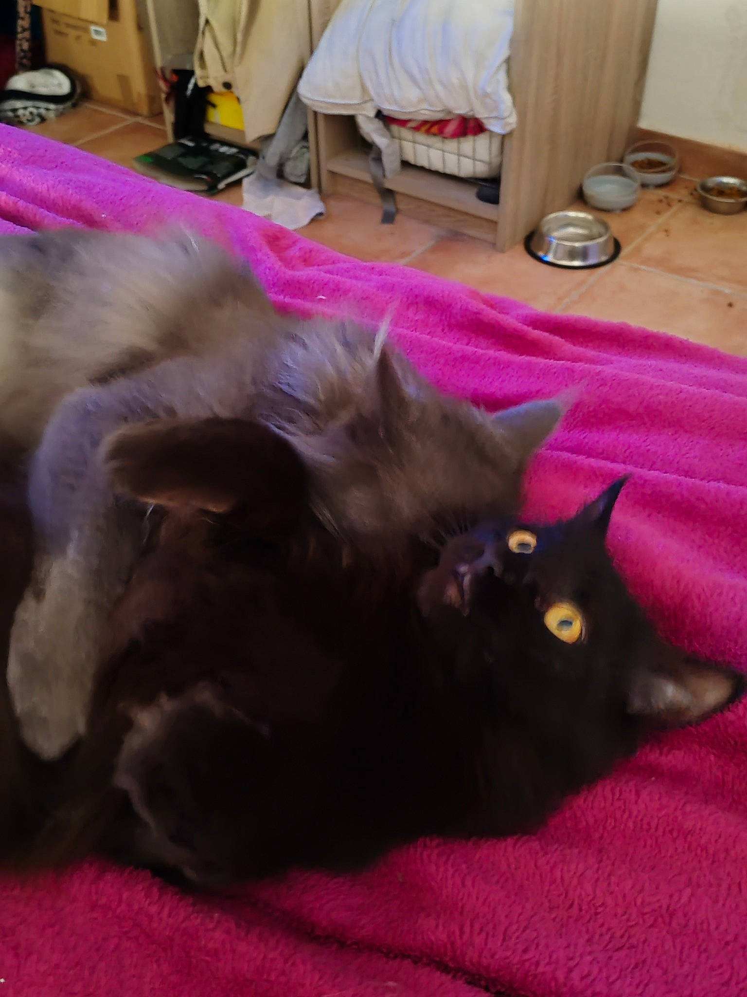 Tirelire participe au concours pour gagner de l'argent avec cette photo : black_cat, bombay, carnivore, cat, claw, comfort, companion_dog, dog_breed, domestic_short_haired_cat, fawn, felidae, floor, flooring, fur, hardwood, magenta, room, small_to_medium_sized_cats, tail, whiskers