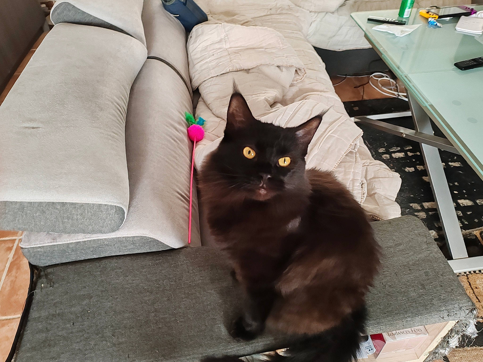 Tirelire a rejoint le concours — aidez-le/la à gagner de superbes lots ! black_cat, bombay, carnivore, cat, comfort, couch, domestic_short_haired_cat, felidae, floor, flooring, furniture, grey, hardwood, pillow, small_to_medium_sized_cats, studio_couch, table, tail, whiskers, wood